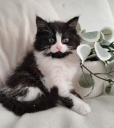 Chaton Siberien hypoallergene - Photo 2