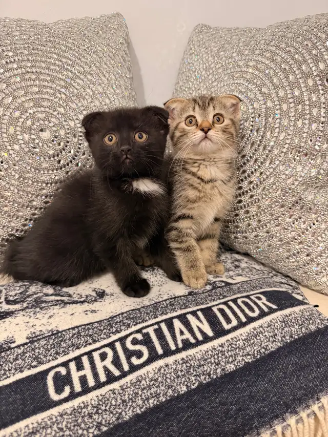 ⭐️Scottish Fold Kittens ⭐️(647) 362-8118 - Photo 2