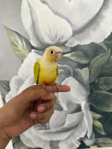 Baby Suncheek Conure