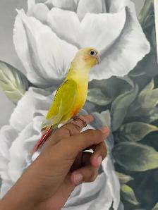 Baby Suncheek Conure - Photo 2