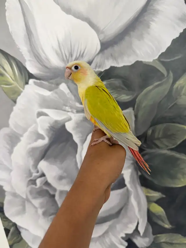 Baby Suncheek Conure - Photo 3