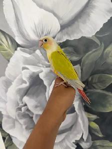 Baby Suncheek Conure - Photo 3