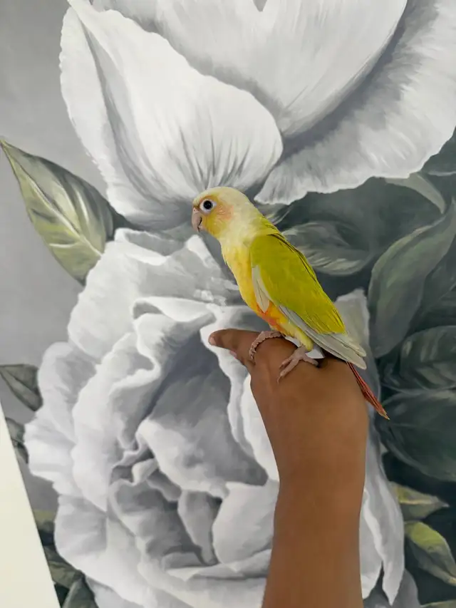 Baby Suncheek Conure - Photo 4