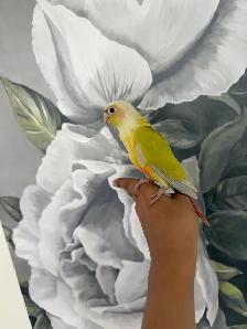 Baby Suncheek Conure - Photo 4