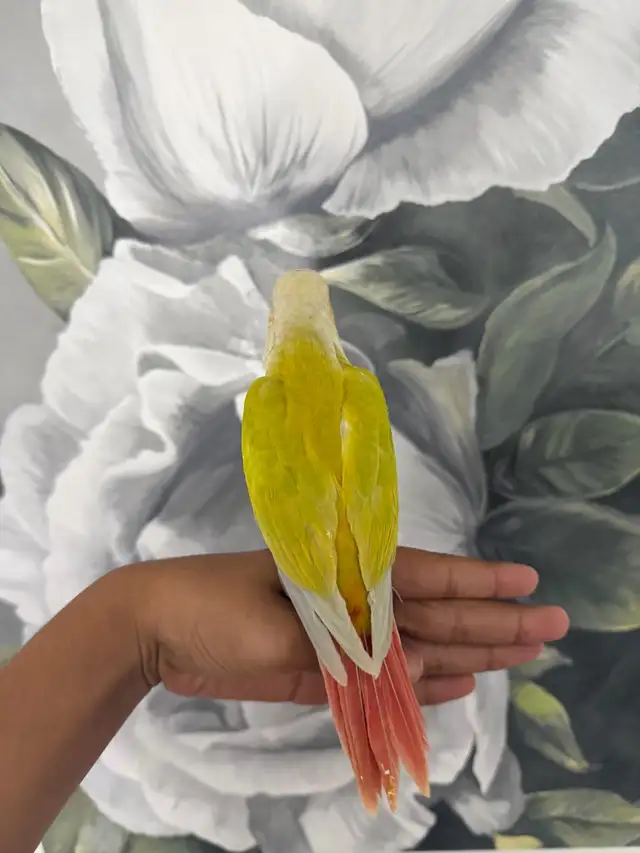 Baby Suncheek Conure - Photo 5