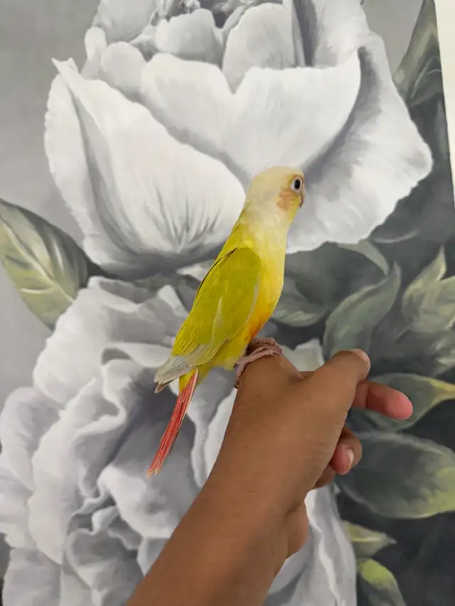 Baby Suncheek Conure - Photo 6