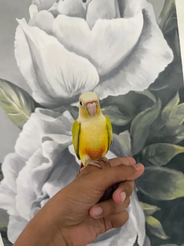 Baby Suncheek Conure - Photo 7