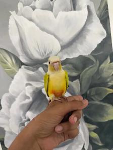 Baby Suncheek Conure - Photo 7
