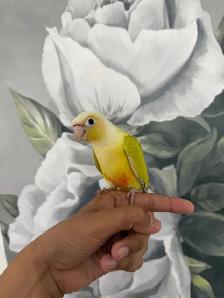 Baby Suncheek Conure - Photo 8