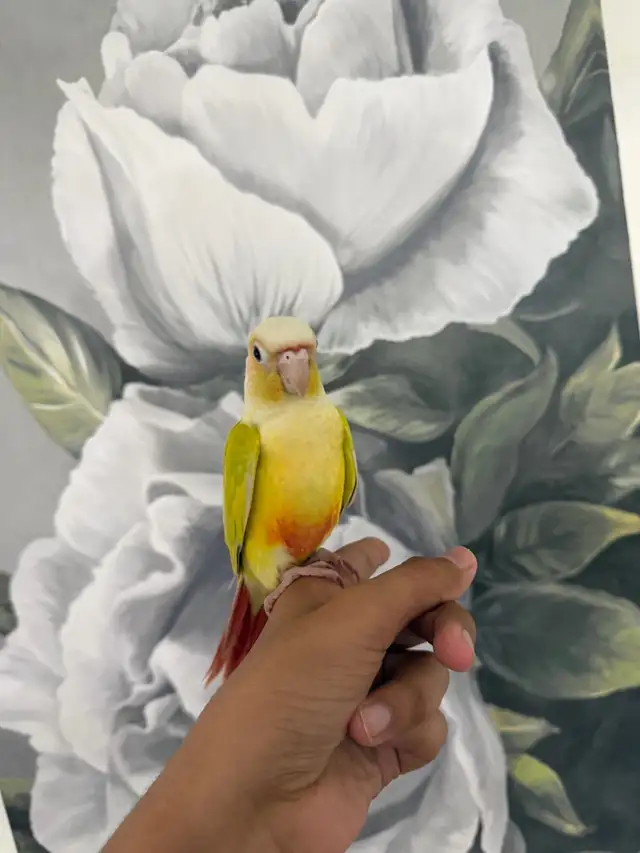 Baby Suncheek Conure - Photo 9