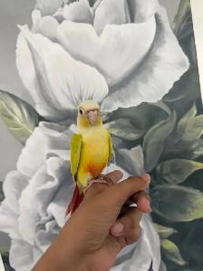 Baby Suncheek Conure - Photo 9