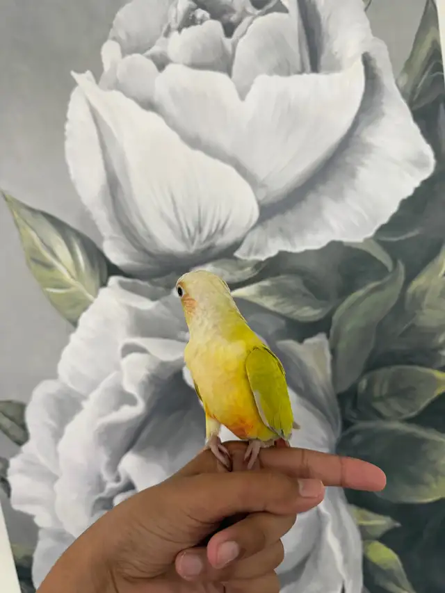 Baby Suncheek Conure - Photo 10