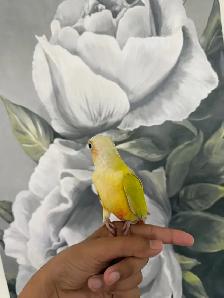 Baby Suncheek Conure - Photo 10