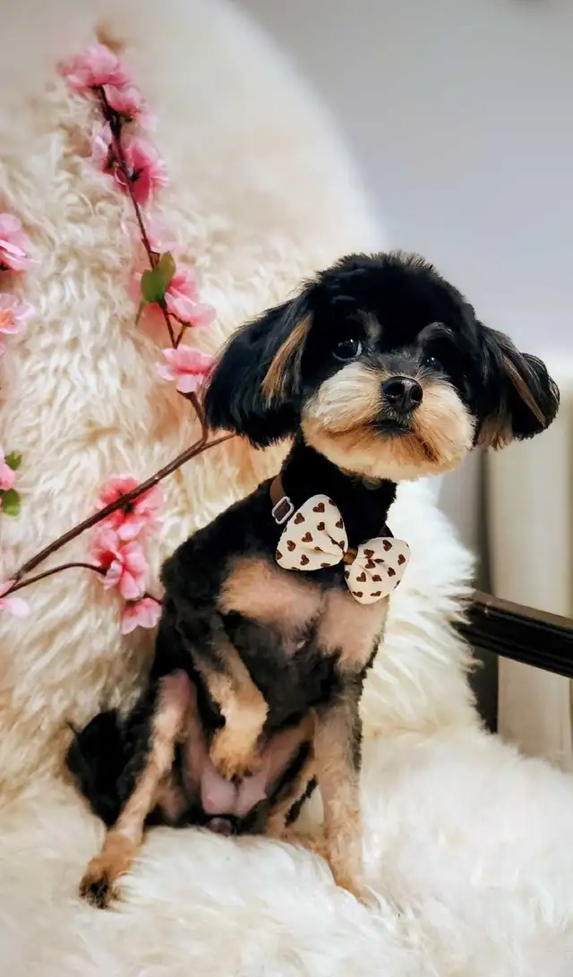Professional Dog Grooming in NorthYork–from $65, $10 OFF Firs