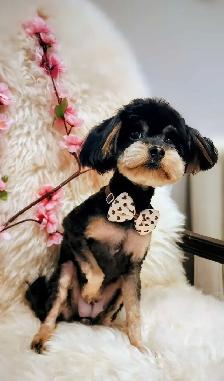 Professional Dog Grooming in NorthYork–from $65, $10 OFF Firs