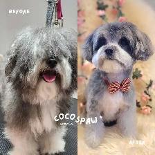 Professional Dog Grooming in NorthYork–from $65, $10 OFF Firs - Photo 2