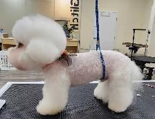 Professional Dog Grooming in NorthYork–from $65, $10 OFF Firs - Photo 4