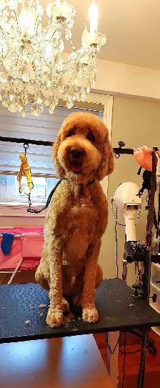 Professional Dog Grooming in NorthYork–from $65, $10 OFF Firs - Photo 8