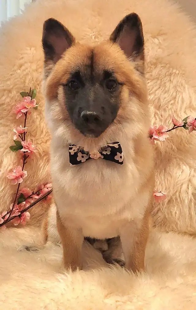 Professional Dog Grooming in NorthYork–from $65, $10 OFF Firs - Photo 9