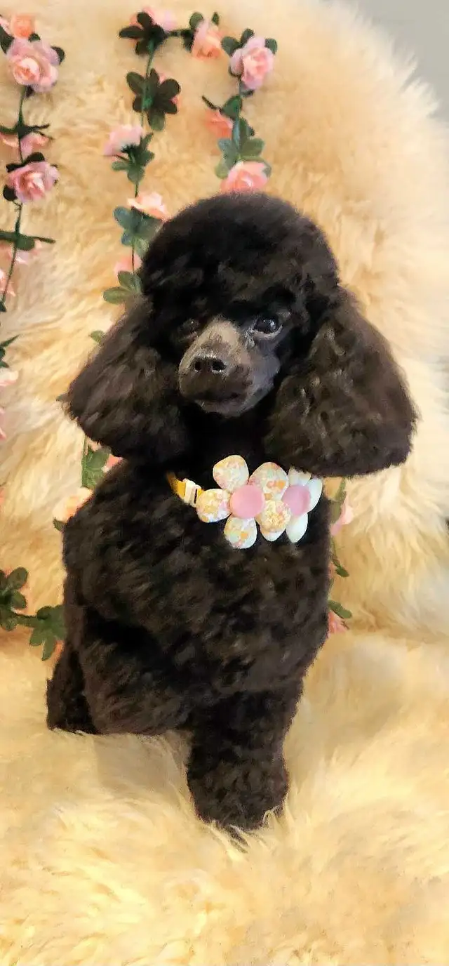 Professional Dog Grooming in NorthYork–from $65, $10 OFF Firs - Photo 10