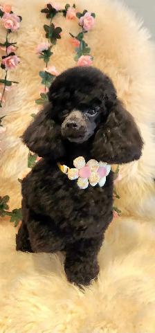 Professional Dog Grooming in NorthYork–from $65, $10 OFF Firs - Photo 10