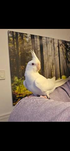 Coktatiel Albinos