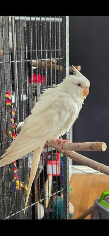 Coktatiel Albinos - Photo 3
