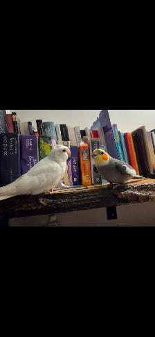 Coktatiel Albinos - Photo 4
