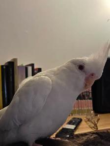 Coktatiel Albinos - Photo 6