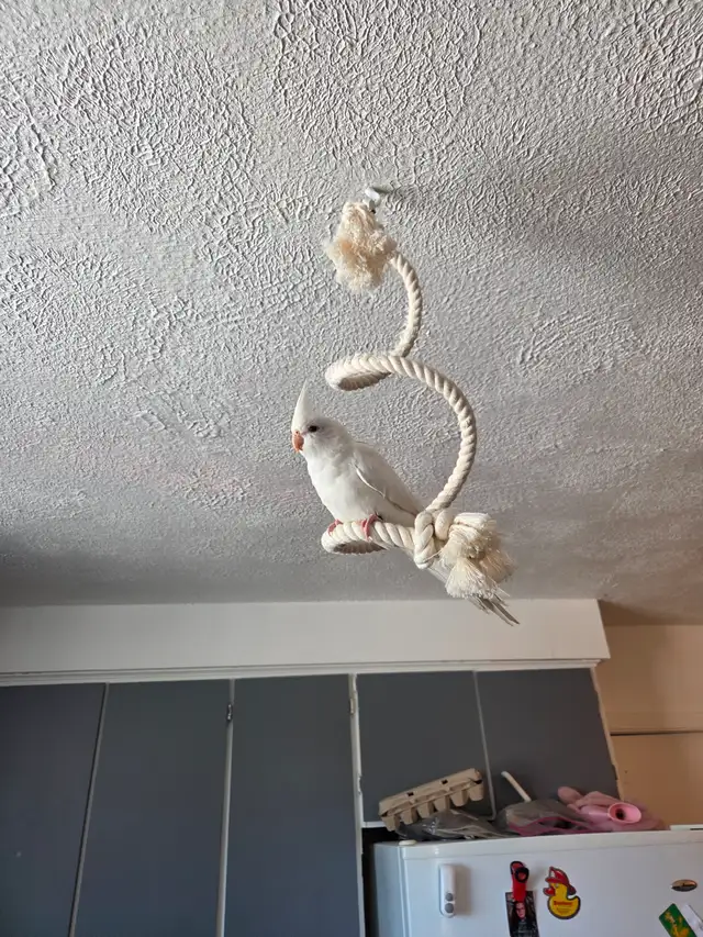 Coktatiel Albinos - Photo 7
