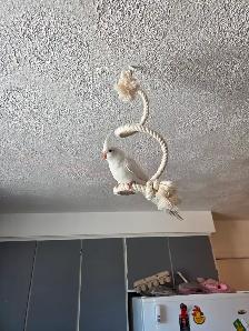 Coktatiel Albinos - Photo 7