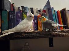 Coktatiel Albinos - Photo 8