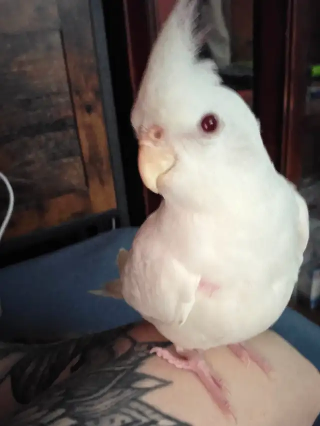 Coktatiel Albinos - Photo 9