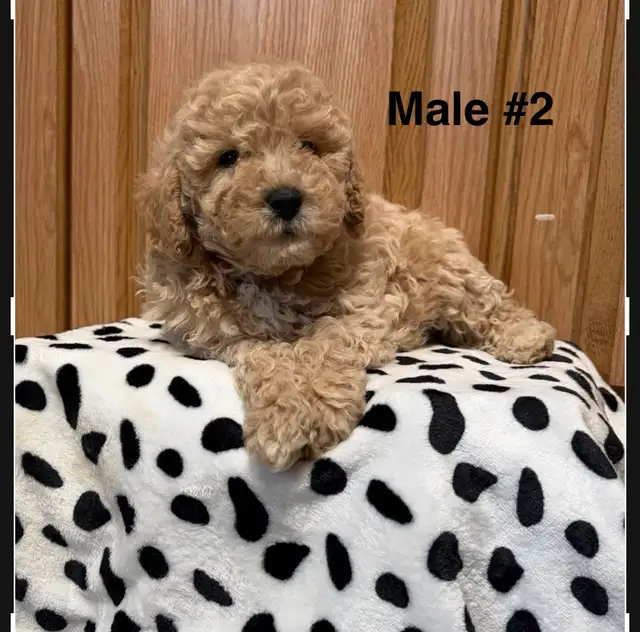 Miniature Poodles-Purebred