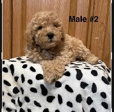 Miniature Poodles-Purebred