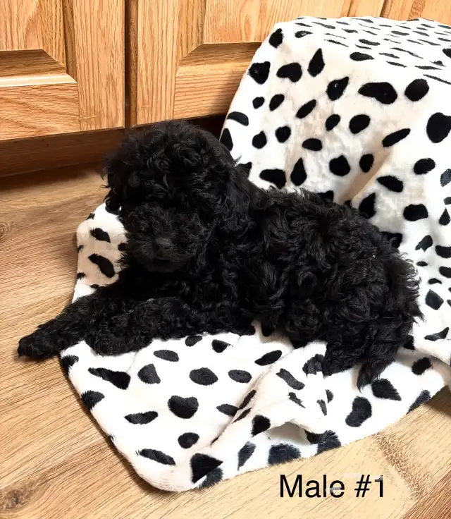 Miniature Poodles-Purebred - Photo 2