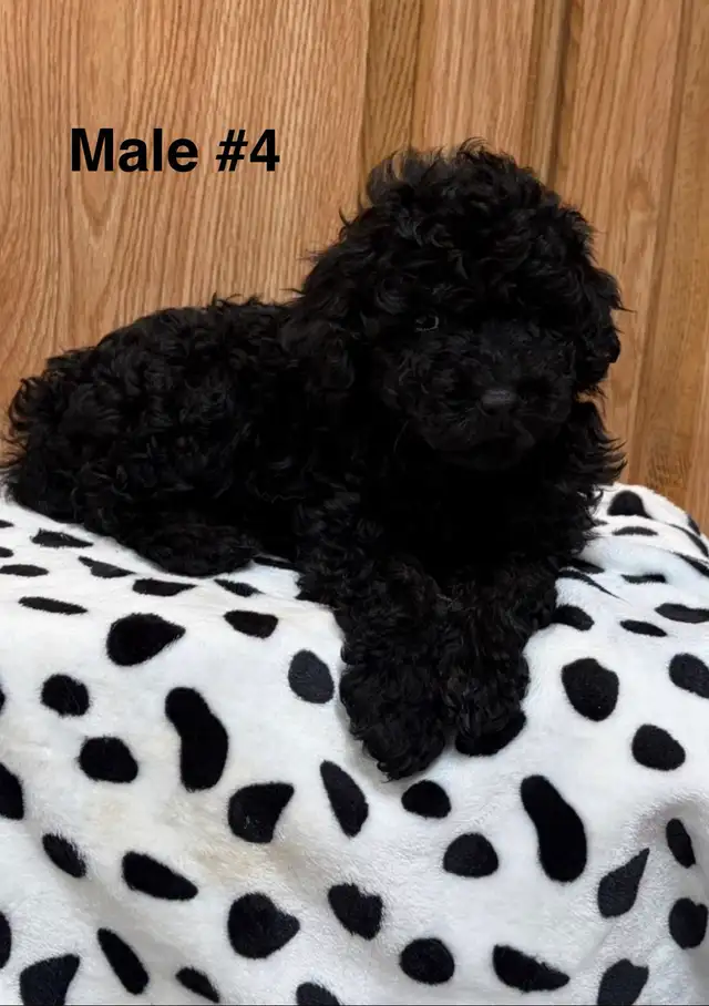 Miniature Poodles-Purebred - Photo 3