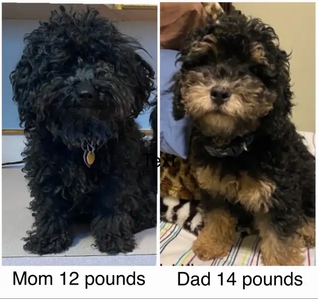 Miniature Poodles-Purebred - Photo 4