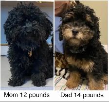 Miniature Poodles-Purebred - Photo 4