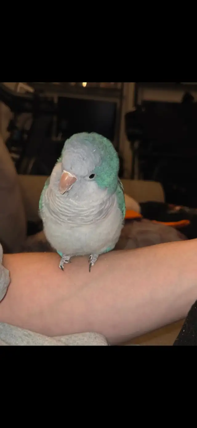 Quaker bleu