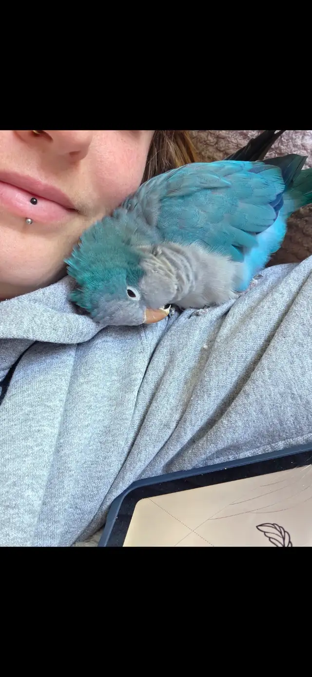 Quaker bleu - Photo 2