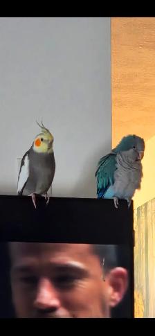 Quaker bleu - Photo 3