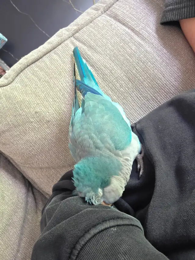 Quaker bleu - Photo 4