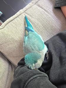 Quaker bleu - Photo 4