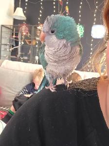 Quaker bleu - Photo 5