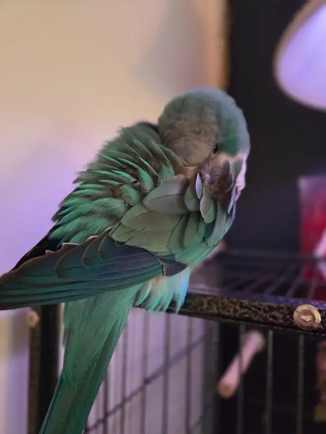 Quaker bleu - Photo 6