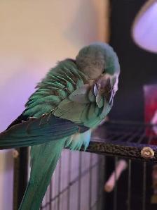 Quaker bleu - Photo 6