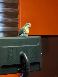 Quaker bleu - Photo 7