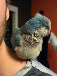 Quaker bleu - Photo 8