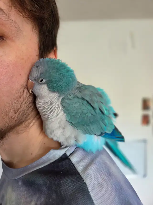 Quaker bleu - Photo 9